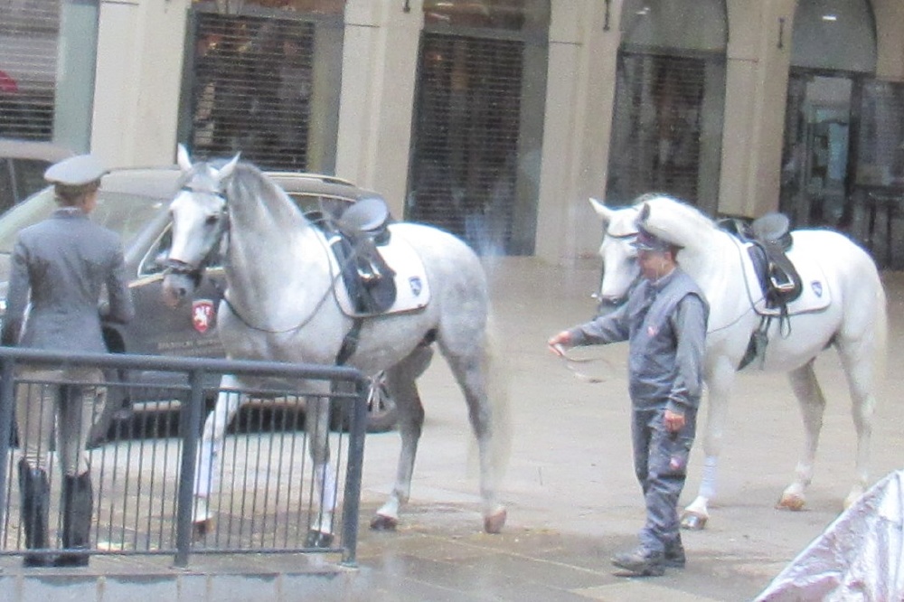Lipizzaner stallions off to training, Vienna